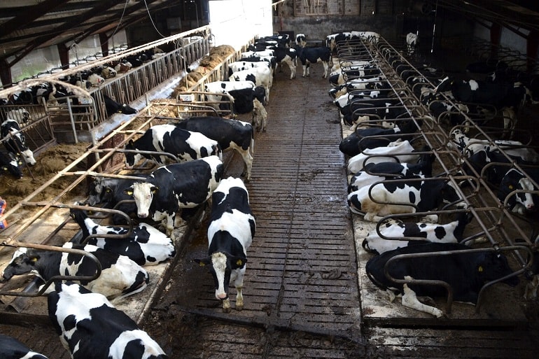 Reconsidering our diet for a sustainable future