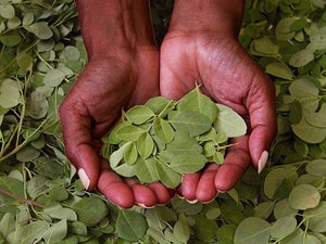 What you need to know about moringa