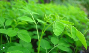 Moringa the superfood