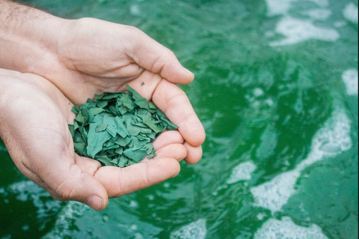 Spireat - Spirulina flakes 50 gr - 21bites
