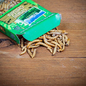 Bush Grub - Barbecue Flavour Mealworms